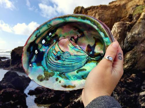 ha-ppymess:  CHRISTMAS CAME EARLY. Shoutout to the ocean for the great gift  