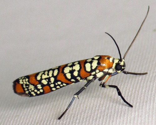 coolbugs: Bug of the DayHere’s a nice Ailanthus webworm moth (Atteva aurea) to brighten up you