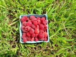 sixpenceee:  I went raspberry picking the