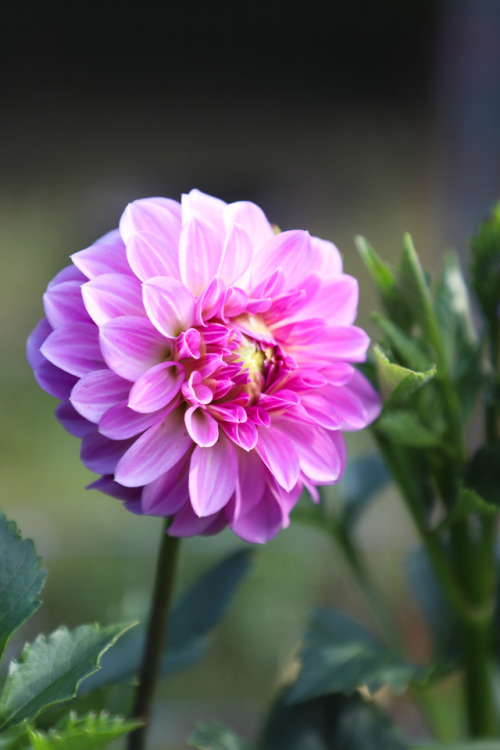 Flowers for the soul, along with a few veggies.   A double wide, long row of zinnia’s keeps many pol