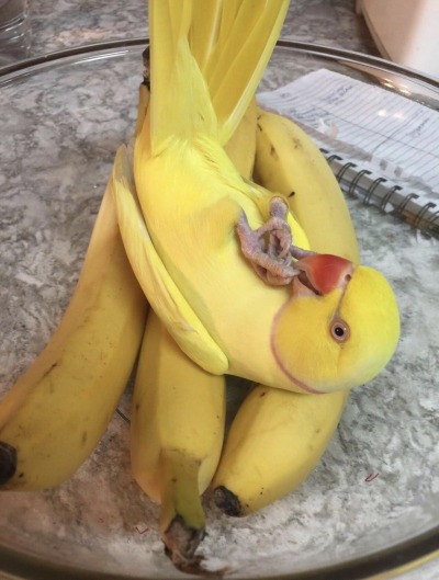 becausebirds:Forbidden banana.  porn pictures