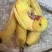 becausebirds:Forbidden banana.  adult photos