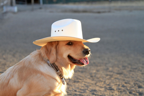 allieeebabyyy:tastefullyoffensive:Dogs Wearing HatsPreviously: Bearded Dragons Wearing Hats,Cats Wea