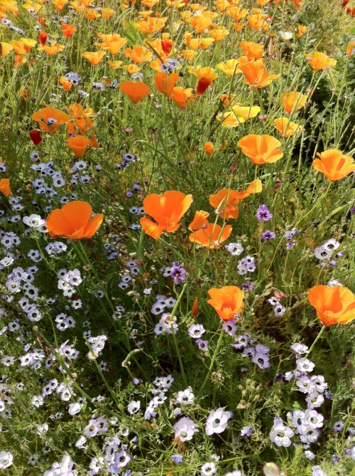 jillraggett - Plant of the Day Tuesday 10 June 2014Eschscholzia...