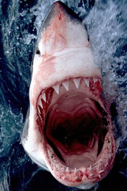 vexed-vixen:  wolverxne:  Great White Shark