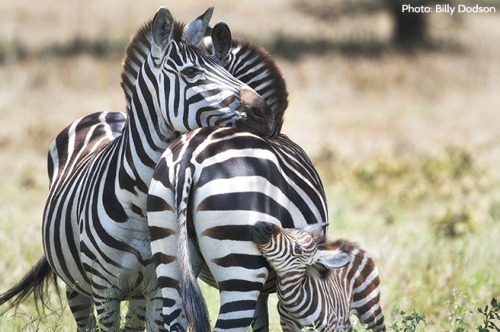 5 Ways You Can Make a Difference for Africa’s Wildlife By Hannah Wilber via African Wildlife F