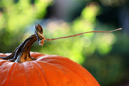 falling leaves adult photos