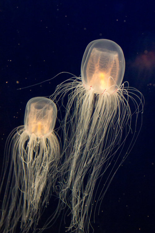 earth-song:  Jellyfish by chickensmoothie 