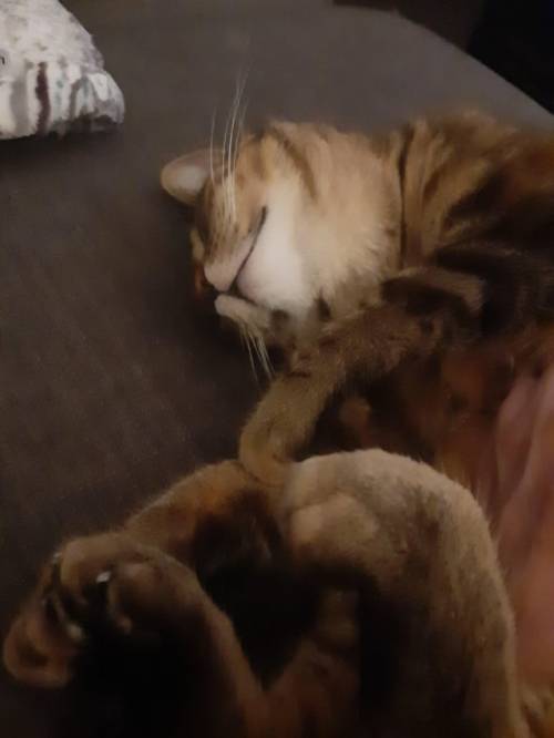 I love watching her sleep. Omg those toe curls are adorableSource: pixiecam35 on catpictures.