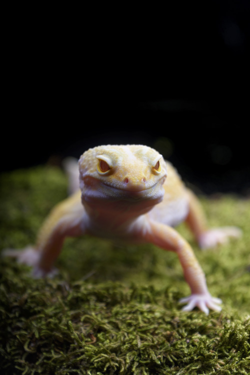 Asha (some kind of albino leopard gecko - she’s not kept on moss, this is a photographic prop)