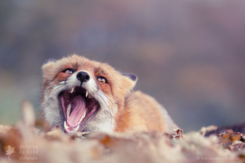 everythingfox:derp fox