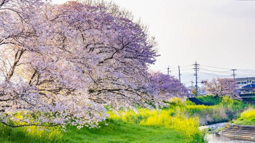 桜の山