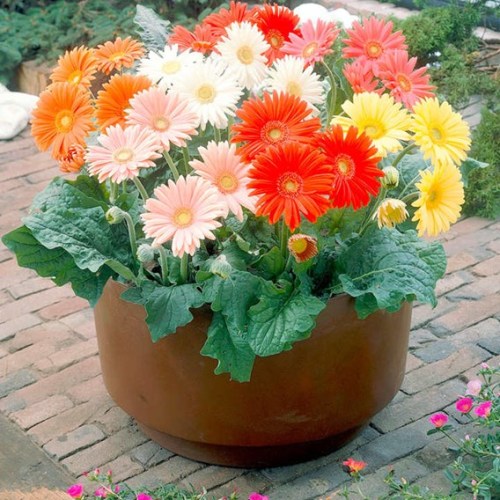 Gerbera seed mix