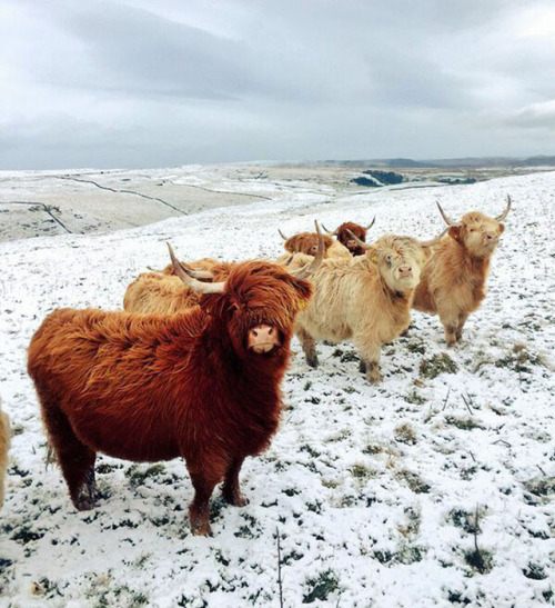 tastefullyoffensive:Animals Dropping the Hottest Albums of the Year (via Star-spangled-Banner)