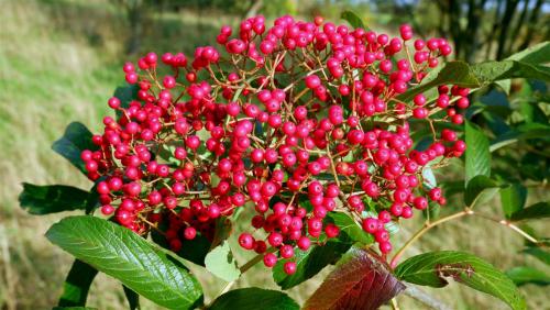 Berry Blast - Sorbus Congsashanica