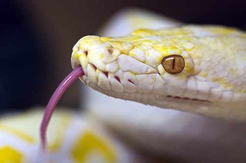 snake-lovers:Albino Reticulated Python (Python reticulatus)