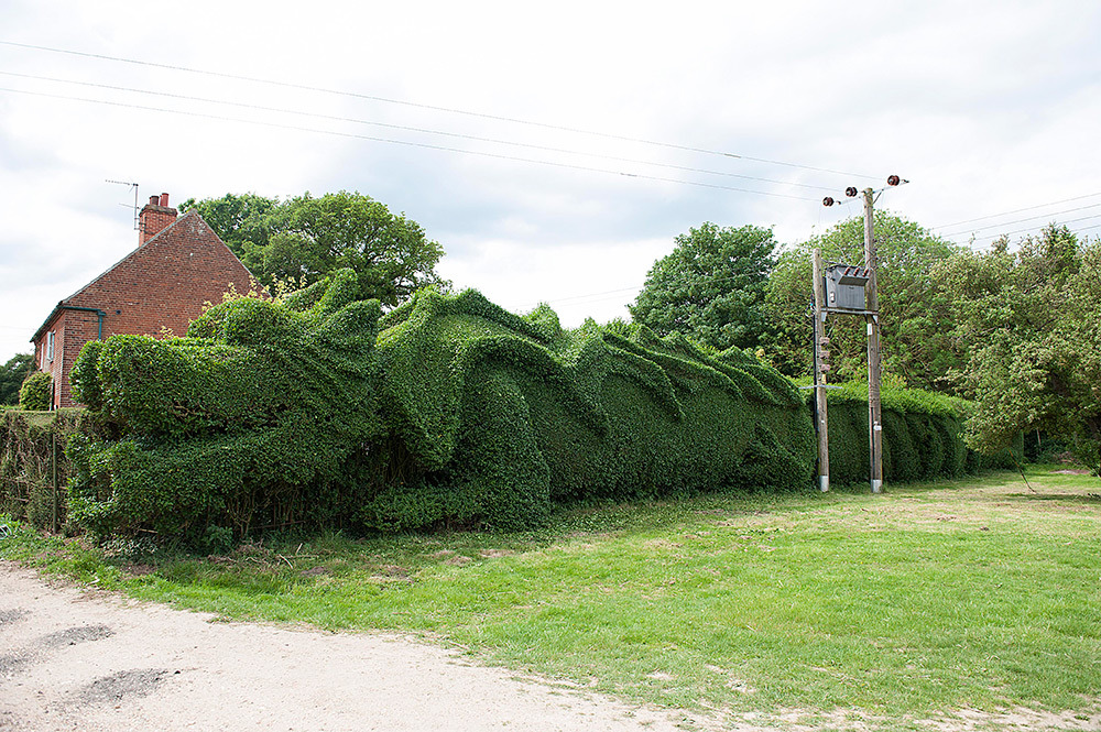 itscolossal:  Man Spends a Decade Transforming a Hedge into a Massive Dragon 