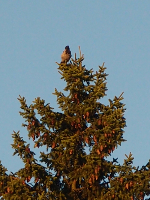 Corvus cornix— hooded crowPicea abies— Norway spruce