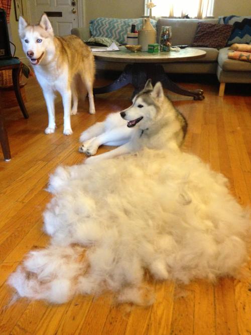 konkeydongcountry:  browneyesblackcoffee: shitdickfuckmothafucka:  omgbuglen:  A warning to anybody thinking about getting a husky  You can build yourself a third husky  That’s the spirit   ah yes, husky spores, seen shortly before they germinate into