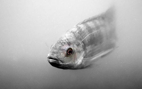 Fonte : www.wallpaperscraft.com fish_swim_scales_72232_3840x2400Posted tinamotta.tumblr.com