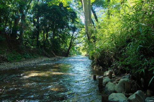 Fuchi no Mori - beatifull green space (also might be refered to as Totoro Forest) on the borders of 