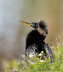 son-pereda:  via 500px / Photo “Amongst The flowers !!!!!” by Judylynn Malloch  This was taken this week when I spied the anhinga sitting on the bank amongst the flowers. They are particularly beautiful this time of year with their mating eye !! 