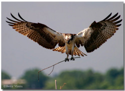 funnywildlife:  Osprey by Betty Vlasiu on