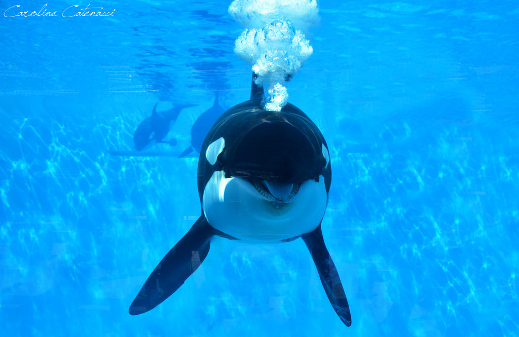 orcaobsession:  Orkid (by Kataaku)
