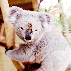 dailygiffing:Video: Butterfly takes over Koala Joey’s Photoshoot