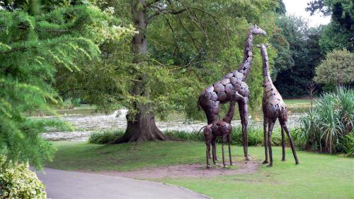 Giraffes in the Park.