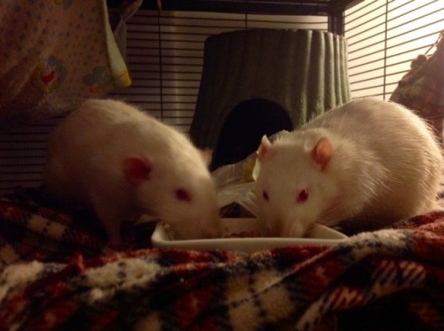 Lentil party!