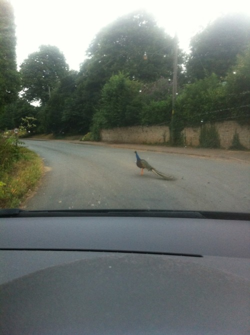 The joys of living in the countryside&hellip;&hellip;.