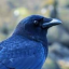 dogboy-crow