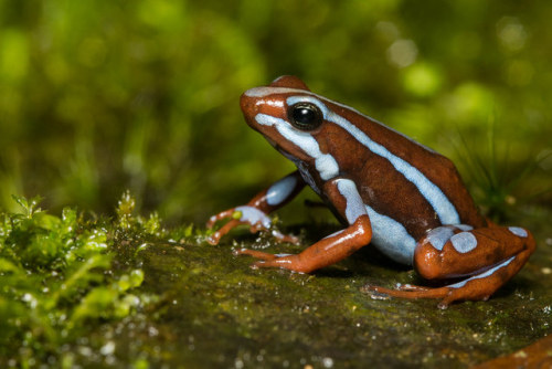 Phantasmal poison dart frogs (Epipedobates anthonyi) are South American dendrobates that live on for