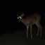 doe-in-hiding