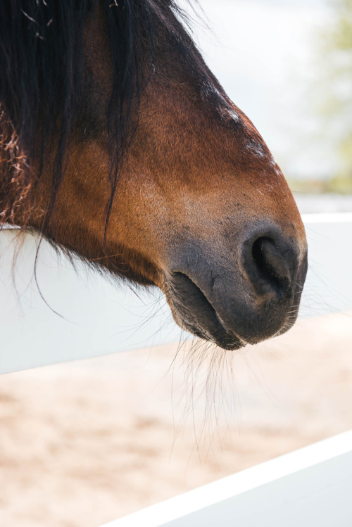 Last weekend’s winery tours in Long Island ( + the best horses ever).© Katelyn Perry 