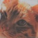cat-memes-only: