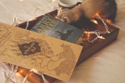 the-book-ferret:  Bury your head in a good