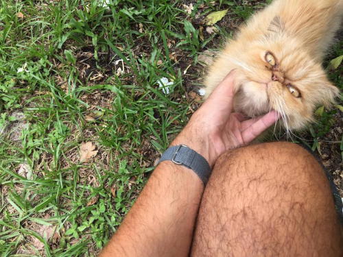 mymodernmet: Homeless Cat Found on Vacant Property Charms His New Rescuers with His Grumpy Face