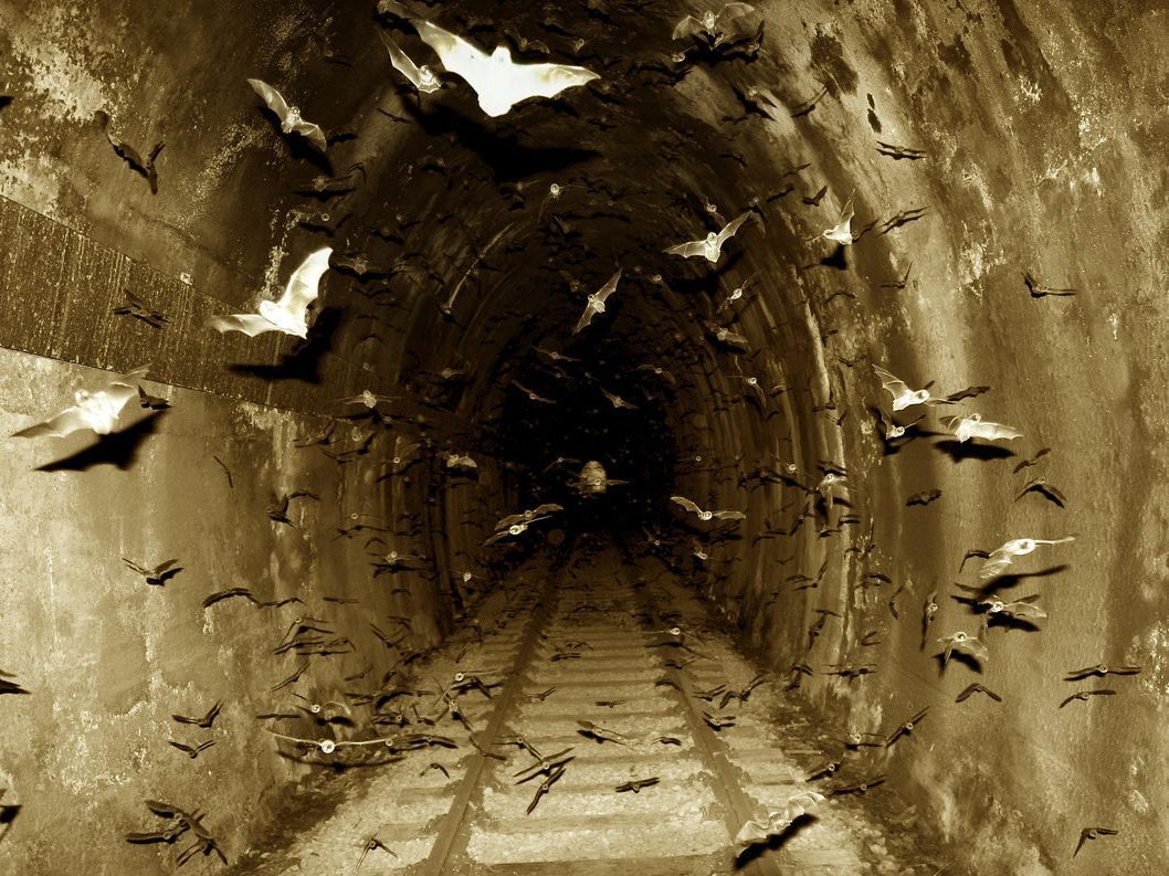 creepykinaesthetics:  Bat/bat demon kin aesthetic requested by many. 