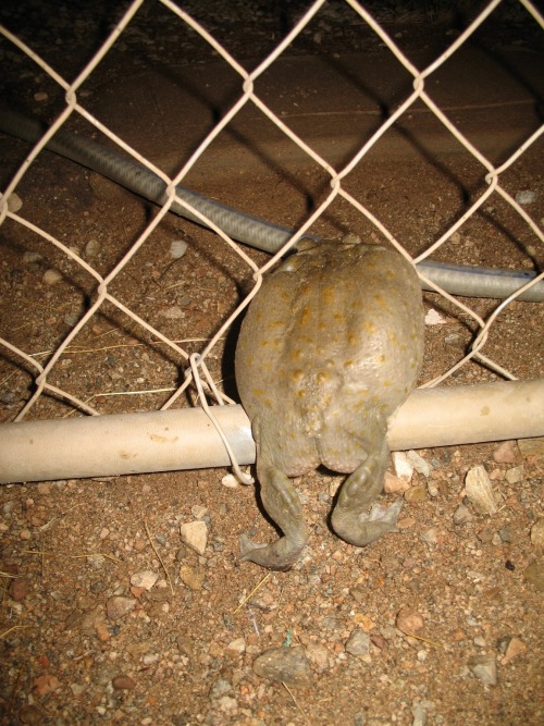 e-seal:frawgs:toadschooled:A Colorado river toad [Bufo alvarius] seriously underestimates his girth.