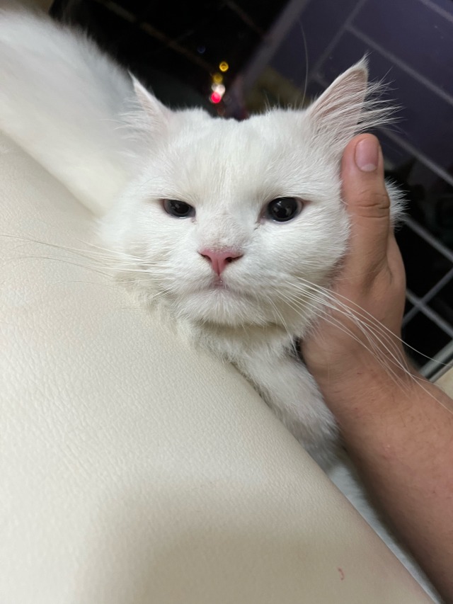 picture of my white furred persian cat named noodle and my palm cupping his head