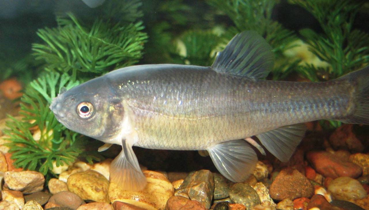 North American Native Fishtanks — Fathead Minnows and More