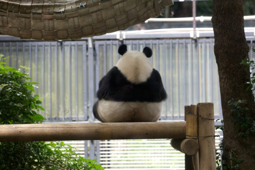 giantpandaphotos:  Shin Shin at the Ueno Zoo in Tokyo, Japan, on July 20, 2013. © Copanda V. 