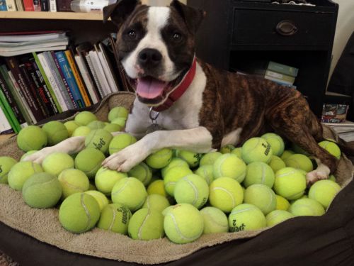thefluffingtonpost:  Puppy Strikes the Tennis Ball Motherlode A puppy named Dexter has acquired what local media is reporting as the “biggest haul of tennis balls ever purchased at an estate sale.” “He really hit the jackpot,” said Terrence