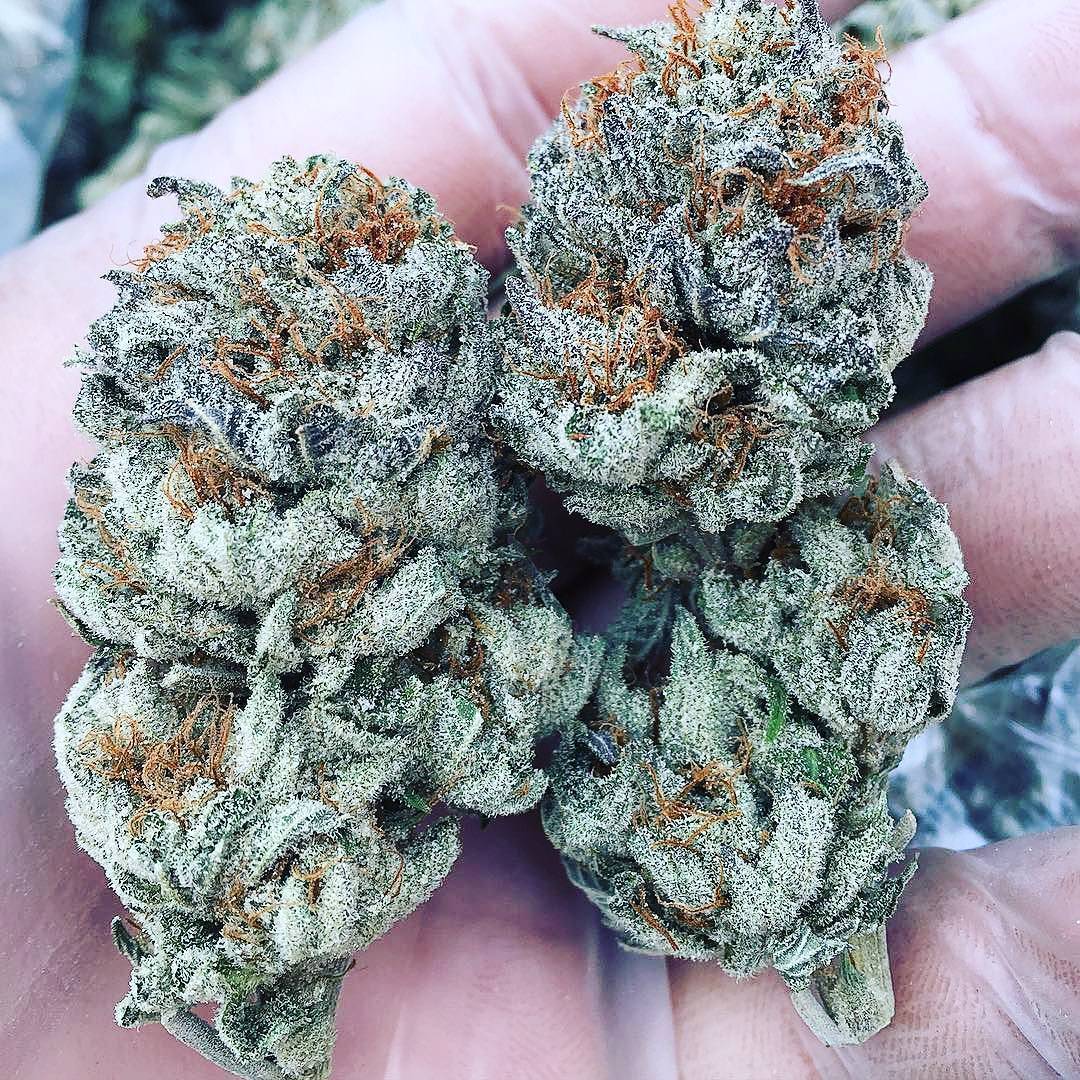 mrcanabisengineer:  Love weed? Follow meFollow my Instagram