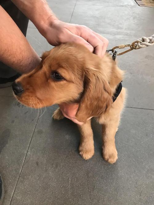 endless-puppies:Meet Rey!