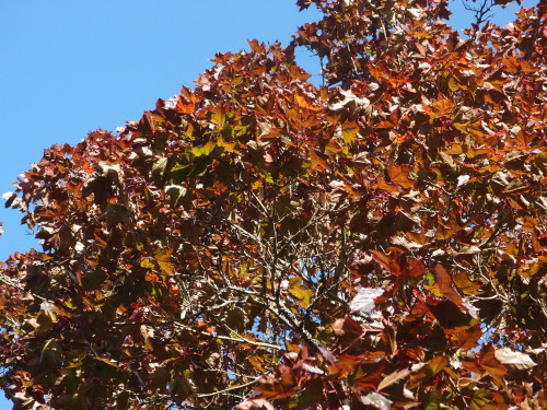 Acer platanoides — Norway maplepossibly cultivar ‘Schwedleri’, dark purple foliage in mo