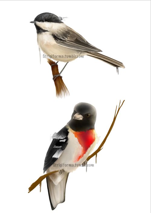 strigiforma:Bird commissions! Black-capped Chickadee, Rose-Breasted Grosbeak, and an Eastern Ph