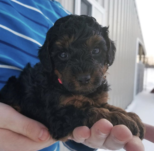 glumshoe:glumshoe:glumshoe:Hhhhhhhhh my little itty baby dog whomst I already love